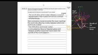A-Level Biology Myogenic stimulation of the heart and P values Walkthrough question