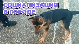 СОЦИАЛИЗАЦИЯ ЩЕНКА НЕМЕЦКОЙ ОВЧАРКИ. ГУЛЯЕМ ПО ГОРОДУ + РЕЗУЛЬТАТ ЭКСПЕРИМЕНТА С УДАВКОЙ