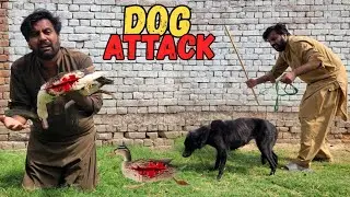 German Shepherd Dog Ny Angry Birds Ko Mar Diya 😭