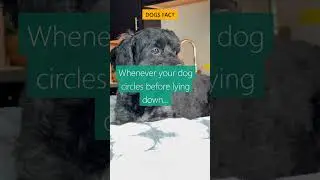 Dogs Fact #3: Whenever your dog circles before lying down... #shorts