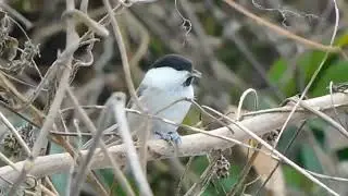 コガラ　採餌中　　Willow Tit