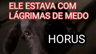 Потрясающе! День активизма превратился в невероятное спасение — Horus