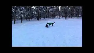 MARK'S FIRST HD MOVIE  My Movie REX AT THE DOG PARK