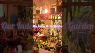 Indoor Orchid Garden Paradise 🌸 #indoorgarden #indoorplants #orchid #orchidcare #plants #gardening