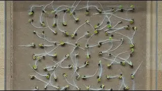 Seed Technology Education Program | CSU College of Agricultural Sciences
