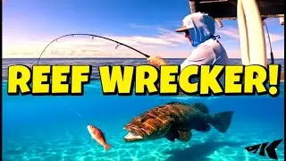 Goliath Groupers STOLE My Dinner! (Offshore Ponce Inlet)