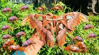 Catch giant butterflies, hunt insects along caves, hunt beetles