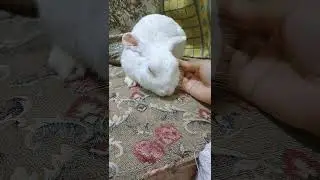 rabbit lovers 💖 #bunny #rabbit #pet #baby