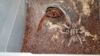 Phlogius Rubiseta Tarantula Mating Unsuccessful