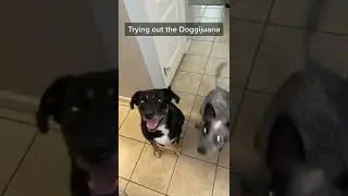 Trying out Doggijuana!!