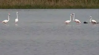 Miami Vice soundtrack (part 9)
