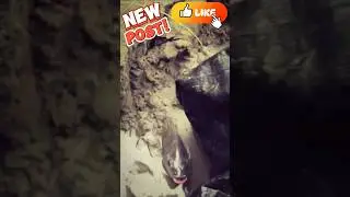 Mud Pool Fish Struggle#viral #shorts #trand #MudFishing #ExtremeCatch #MonsterHunt