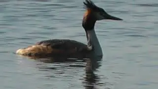 ЧОМГИ( Podiceps cristatus//Great Crested Grebe)НА ОЗЕРЕ