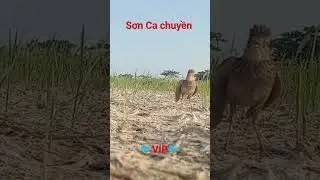 Chim Sơn Ca H&oacute;t Hay 2024🐦