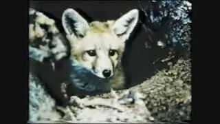 Renard Roux -- 1