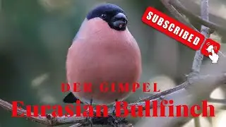 Der Gimpel - Bullfinch - Dompfaff - Blutfink - Pyrrhula Pyrrhula