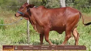 Lote 24 Avela ACFS 5