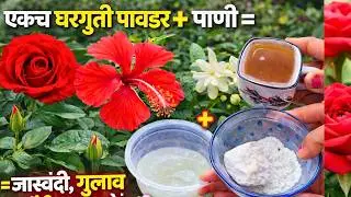 Home Made Fertilizer for Flowering Plants | गुलाब जास्वंदी मोगऱ्यासाठी Best Tonic.Jasmine Rose .