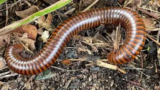 Best Catching Beetle, Giant Millipede, Small Millipedes During Nightmare Discoveri