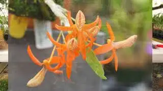 'Plant of the Day' - Dendrobium unicum