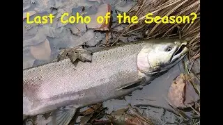 Last Coho of the Season?  A Final Trip to Convince Myself the Season is Really Over.