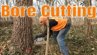 Bore cutting trees Bore cutting this walnut. No notch. No Hinge.