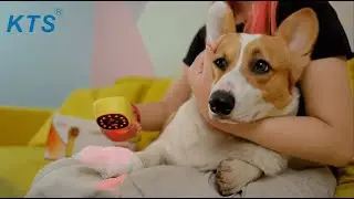 How to Use a Cold Laser Therapy at Home for Dogs | Red Light Therapy for Pets with KTS Laser Therapy