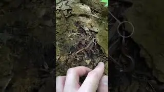 feed the salamander to WHAT?!