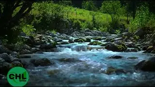 River and Forest Bird Sounds | Nature Relaxation & Meditation