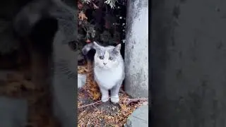 Before/After.  Save this homeless cat. Now she live in our family. #cat #save #animals