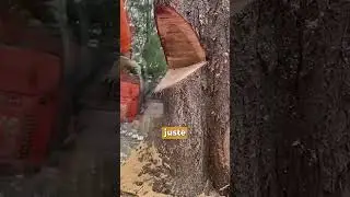couper arbre tron&ccedil;onneuse