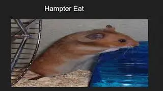 Top 5 Hampter