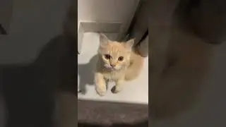 My Cat&rsquo;s Epic Jump Toward Me 🐾 | Funny Cat Moments #asmr #baby #cat #cutecat #kitten #cute