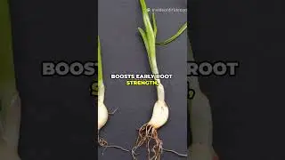 I Tried Pre-Sprouting Garlic Cloves &mdash; The Results Were INSANE!