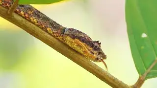 Close Encounter with an Eyelash Viper in the Rainforest of Costa Rica 🐍