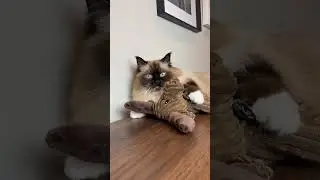 I gave my cat a MOOSE and THIS happened! #viral #Sky