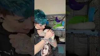 They get into some mischief #pets #petlover #rats #petsvlog #vlog