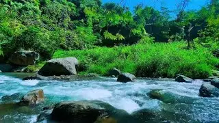 Relaxing Forest Water Flow 🌲 Gentle Mountain Stream Sounds