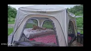 Solo Camping with My Dog The Ultimate Stress Free Night Outdoors