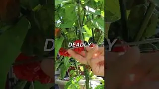 Как вырастить сорт Carolina Reapers из семян