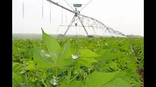 Bill Robertson Late Cotton Irrigation Podcast