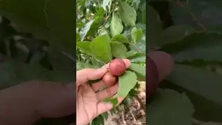 Ramonchi look like Cherry 🍒🍒🍒🍒🍒🍓🍓🍓🍓🍓#asianfruit #farming #sorts