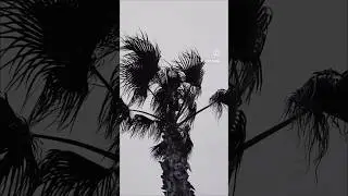 #анталия #веснавтурции #турция #семья #жизньуморя #inspairation #turkeytime #blackwhite #beach #life