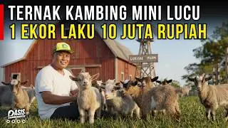 UNTUNG BESAR TERNAK KAMBING MINI PYGMY 1 EKOR LAKU 10 JUTA RUPIAH | CERITA USAHA
