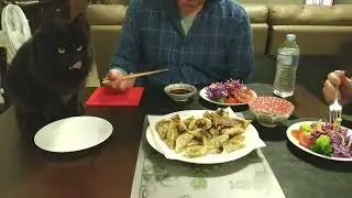고향만두 튀김 FRIED DUNMPLING MUKBANG. EATING SHOW WITH🙀 KITTY.😺