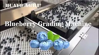 Blueberry Grading Machine