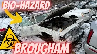 Biohazard Junkyard Brougham! Triple white D&rsquo;Elegance is INFESTED Cadillac Brougham Part picking