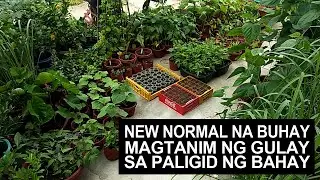 New Normal: Magtanim Ng Gulay Sa Paligid Ng Bahay