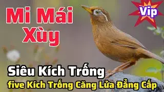 Mi Mái Xùy Siêu Víp Kích Gọi Trống Liên tục căng lửa #longhoamichien 