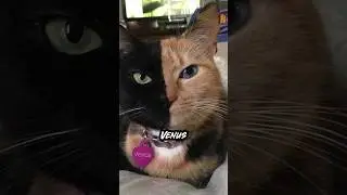 The Two Faced Cat, Venus The Chimera Feline